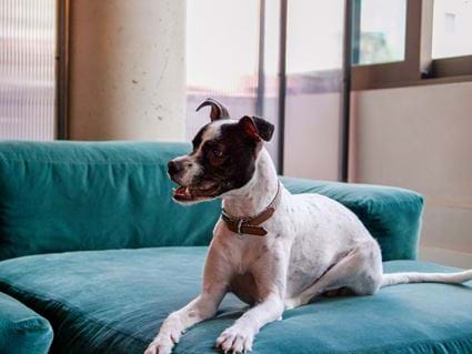 Dog Friendly Hotels, Locke
